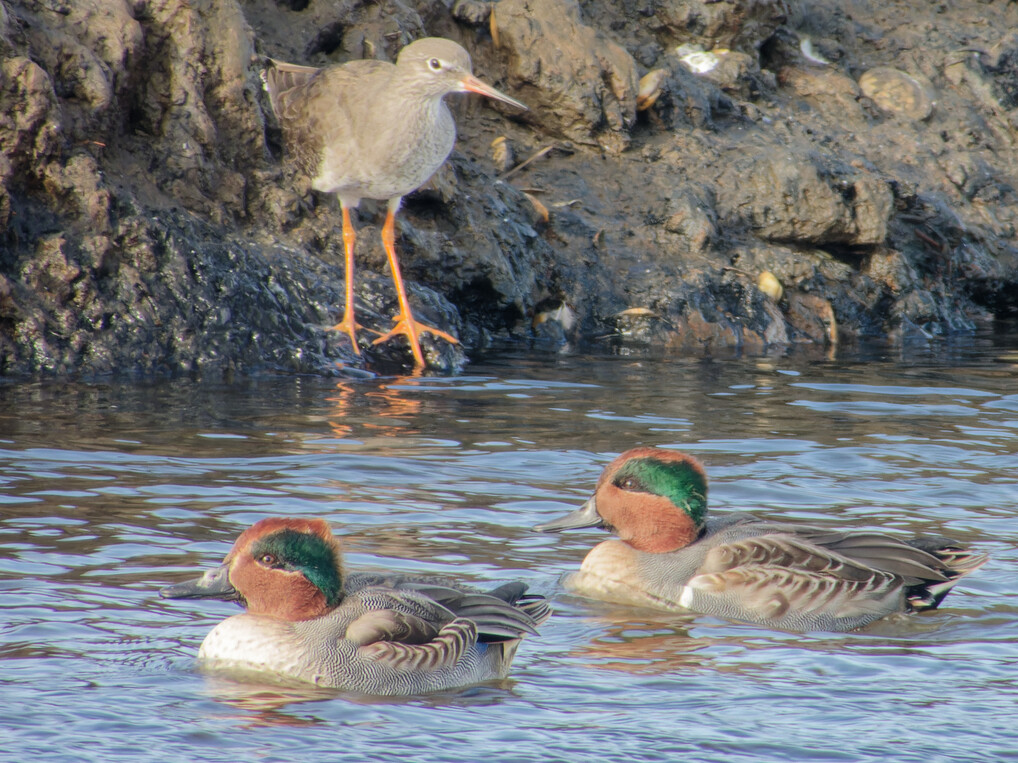 Photo of Green-winged Teal